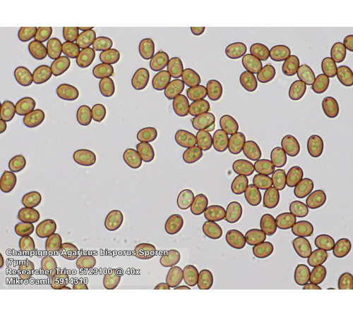 Мікроскоп Bresser Trino Researcher 40x-1000x (5723100) Мікроскоп Bresser Trino Researcher 40x-1000x (5723100)