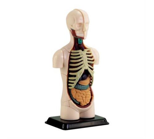 Модель тулуба людини Edu-Toys збірна 12,7 см (SK008) Модель тулуба людини Edu-Toys збірна 12,7 см (SK008)