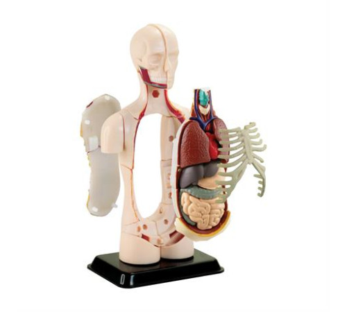 Модель тулуба людини Edu-Toys збірна 12,7 см (SK008) Модель тулуба людини Edu-Toys збірна 12,7 см (SK008)